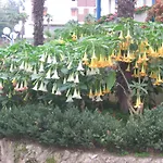 מלון Prati